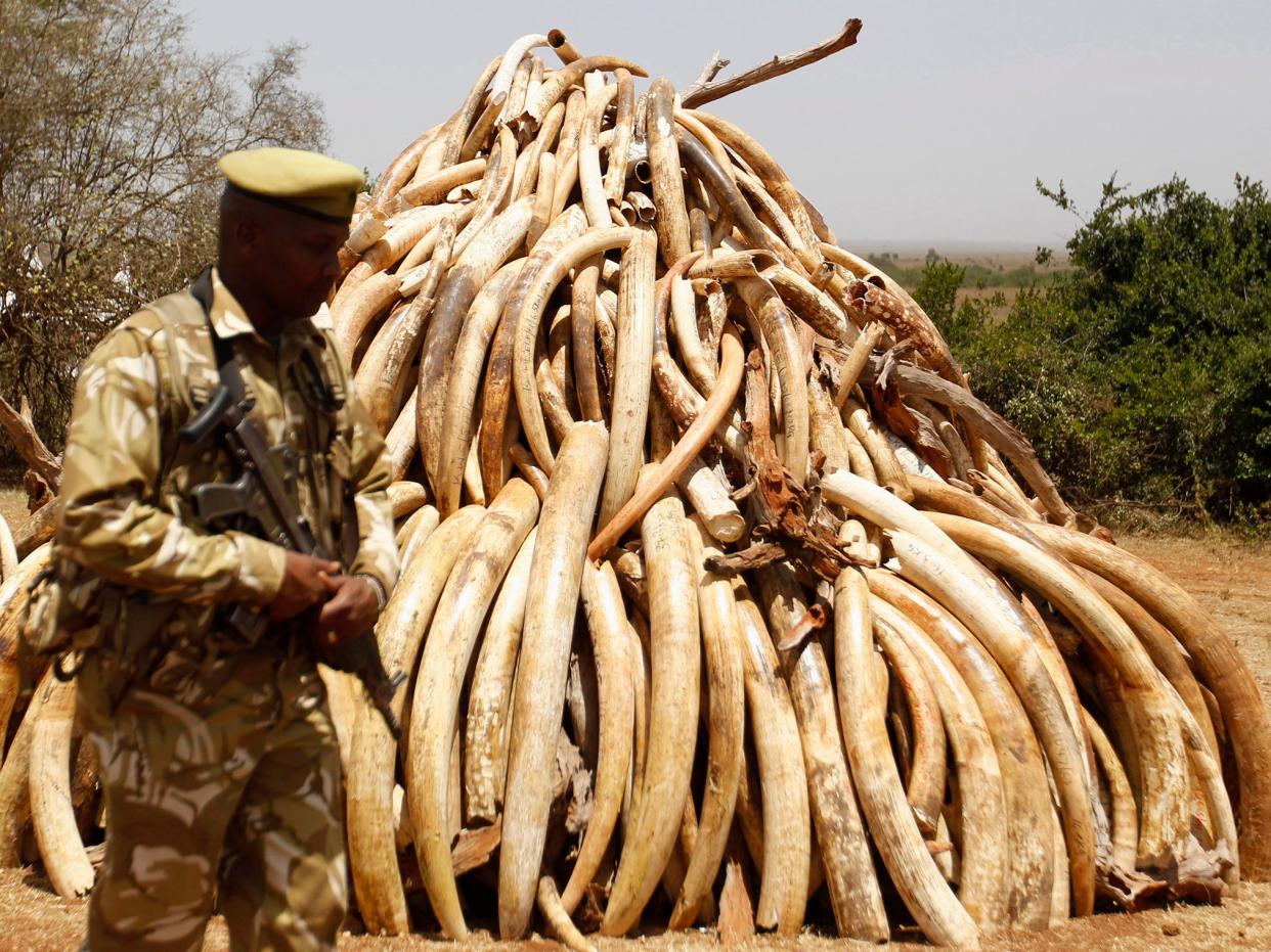 Ivory confiscated from smugglers and poachers has been burnt in the past but some countries wanted to sell it instead: Reuters