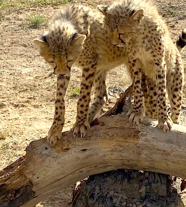 Many stolen cheetahs end up in Middle Eastern countries. 
 (Sigi de Vos / NBC News)