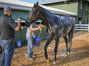 Preakness contender First Mission gets a bath after a workout on the Pimlico track Tuesday morning, May 16, 2023, in Baltimore, in preparation for Saturday's Preakness Stakes horse race. (Jerry Jackson/The Baltimore Sun via AP)