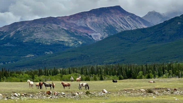 A group of wild horses in a field with a mountain backdrop