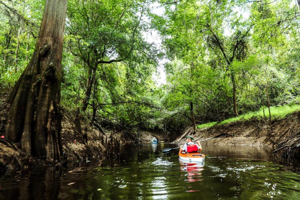 Kayakers Tom Taylor of Greenville and Jimmy Steinmetz of Hilton Head Island explore a swampy creek along a wild section of the Santee River near Jamestown.