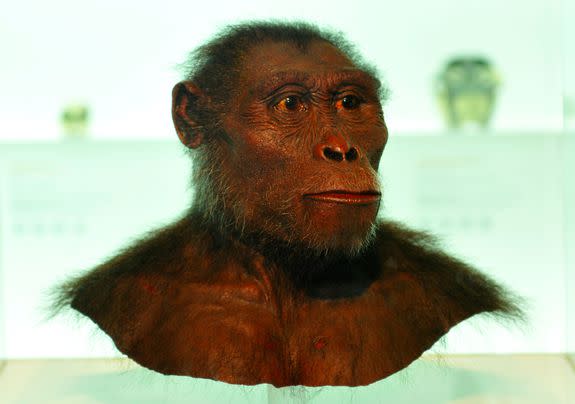 A model of Lucy at the Museum of Natural History in Basel, Switzerland.