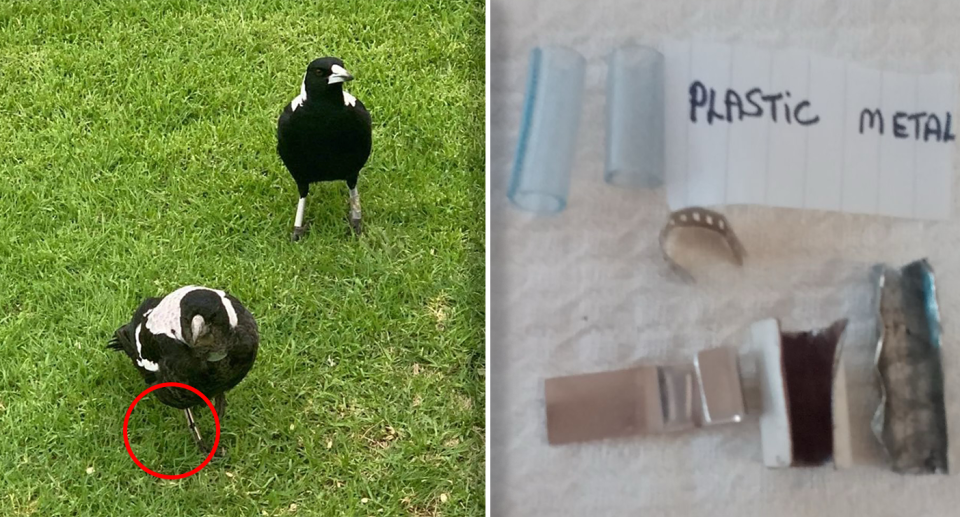 Authorities are seeking help from the public after magpies were found with metal and plastic shackles on their legs and bodies. Source: Conservation Regulator