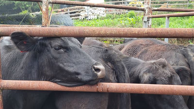 清境農場決定結束牛隻飼育，並在26日出售農場的22頭安格斯牛。(圖/清境農場提供)