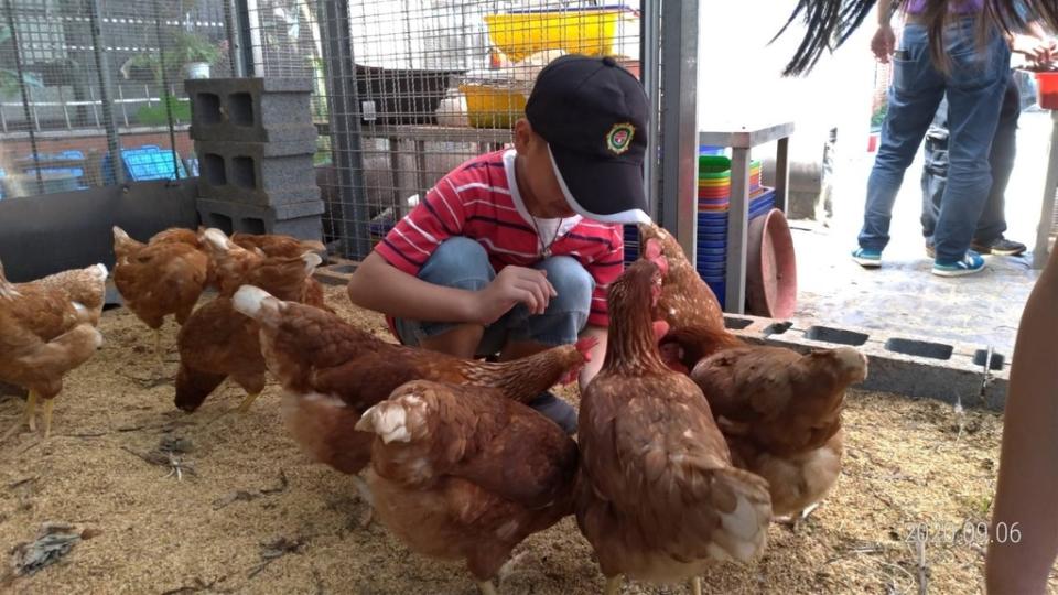 《圖說》吉慶國小-廚餘養雞，食農教育。〈教育局提供〉