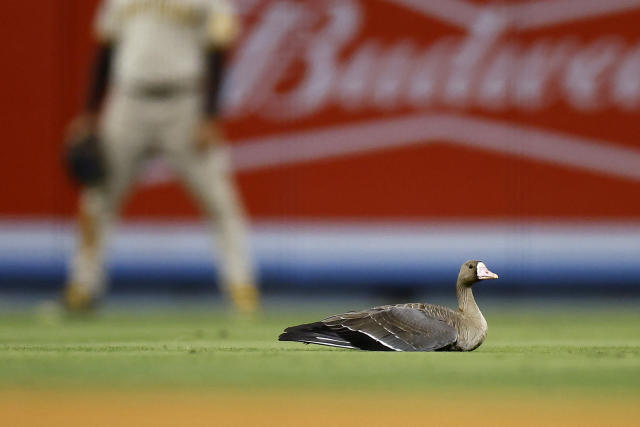 FOWL BALL! San Diego Padres (and a Goose) Rally Past Dodgers to Win  National League Division Series – NBC 7 San Diego