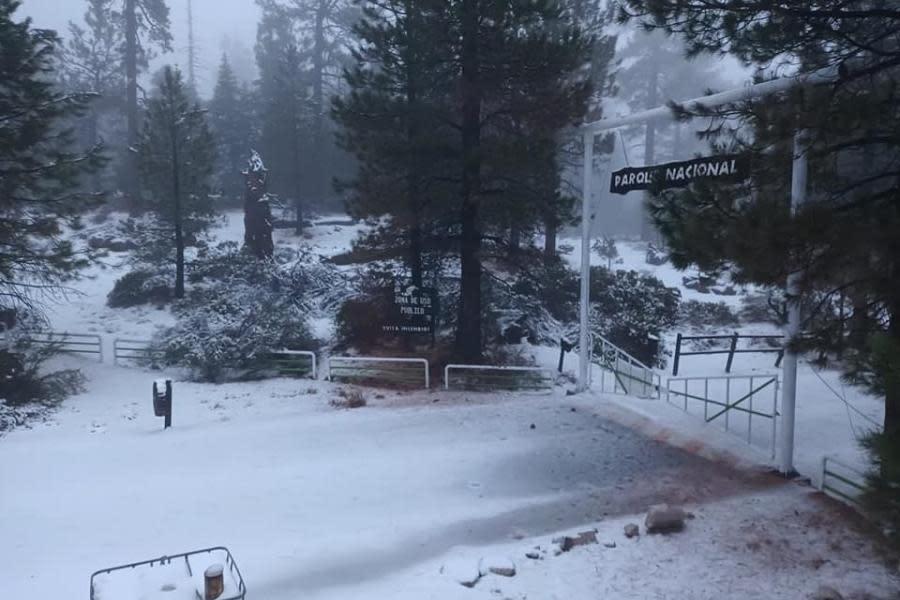 ¡San Pedro Mártir se tiñe de blanco! Reportan primer nevada de la temporada 