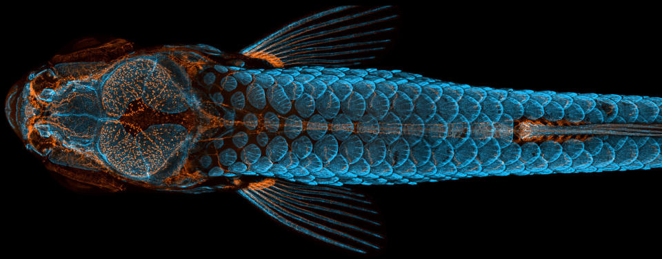 (Photo: Daniel Castranova/Dr. Brant Weinstein/Bakary Samasa/Nikon Small World)