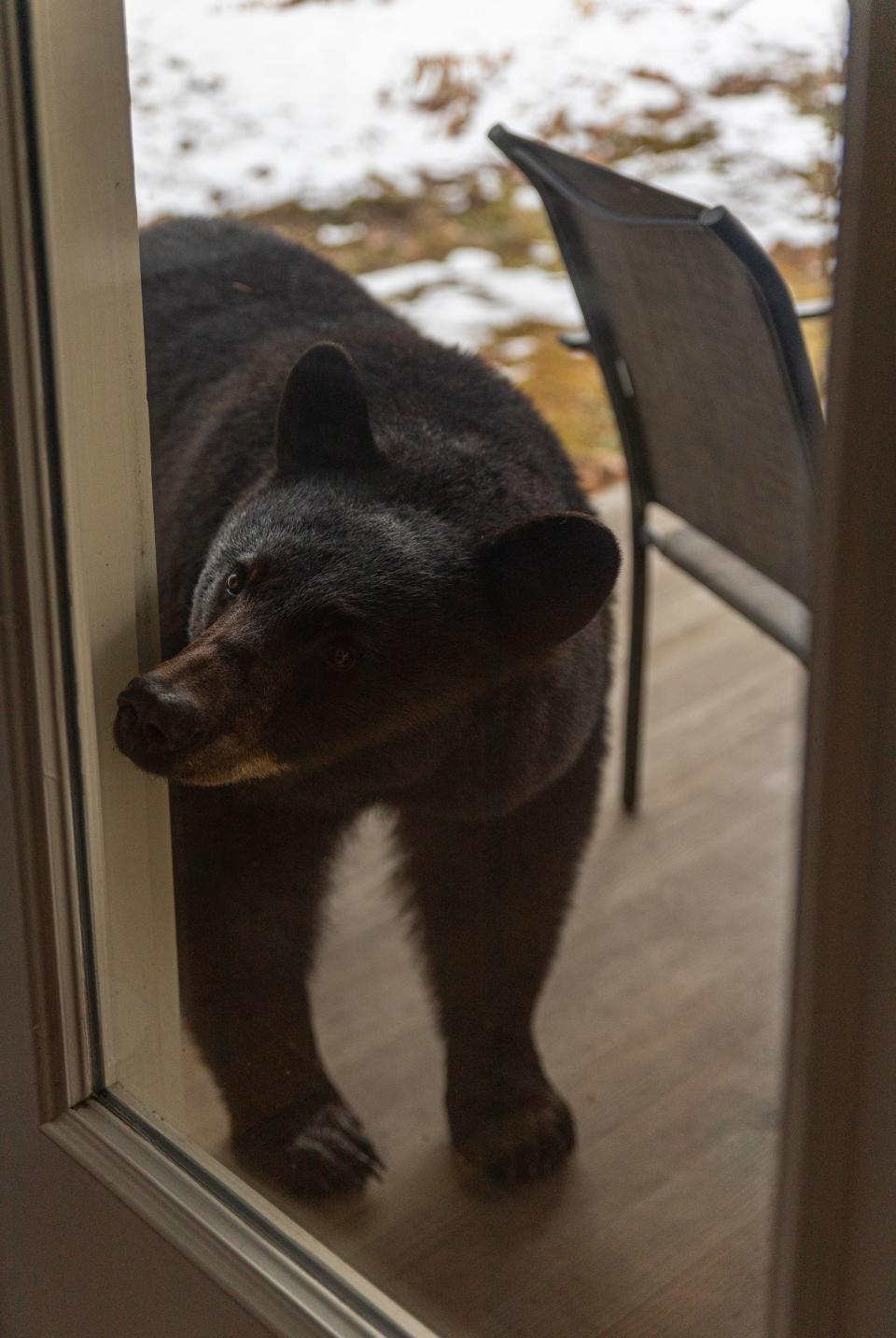 Un adolescente se sorprendió al ver al oso en su casa (Foto archivo Getty)