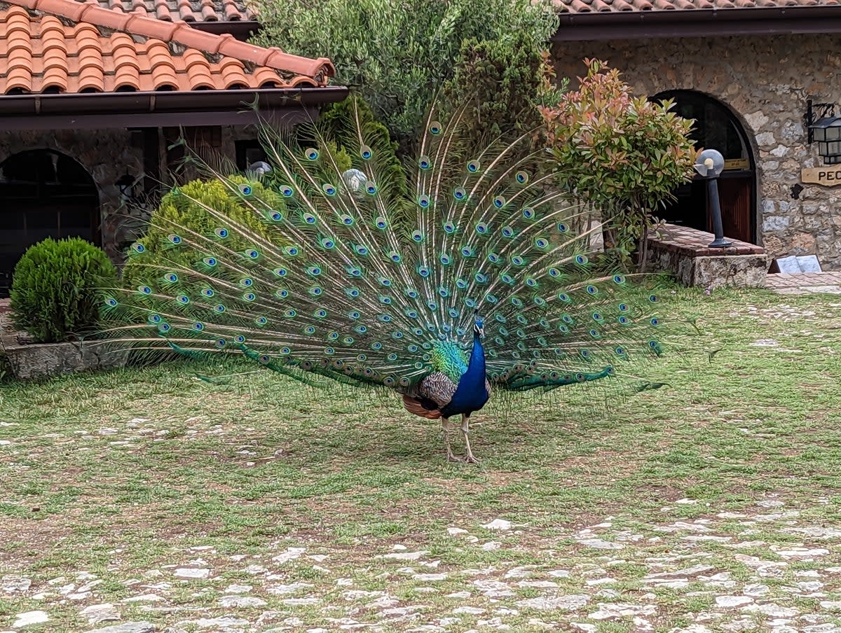 Free-roaming peacocks can be found at the Monastery of Saint Naum (Sarah Holt)