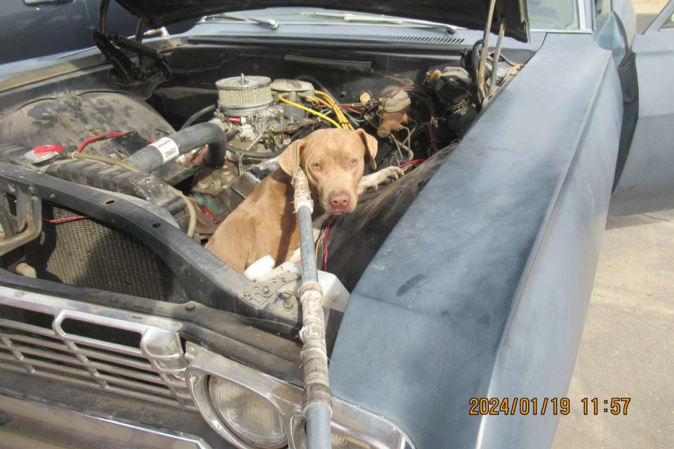 <p>Arizona Humane Society </p> Nova the Weimaraner mix stuck in the engine area of a Chevy car before her rescue by the Arizona Humane Society