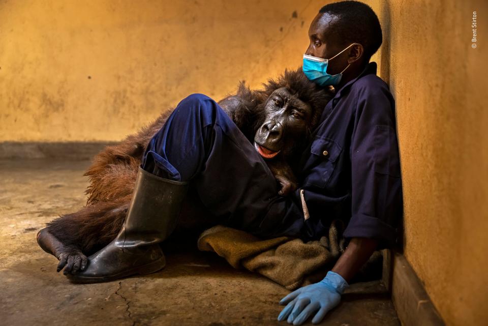 old mountain gorilla lies against man on concrete floor