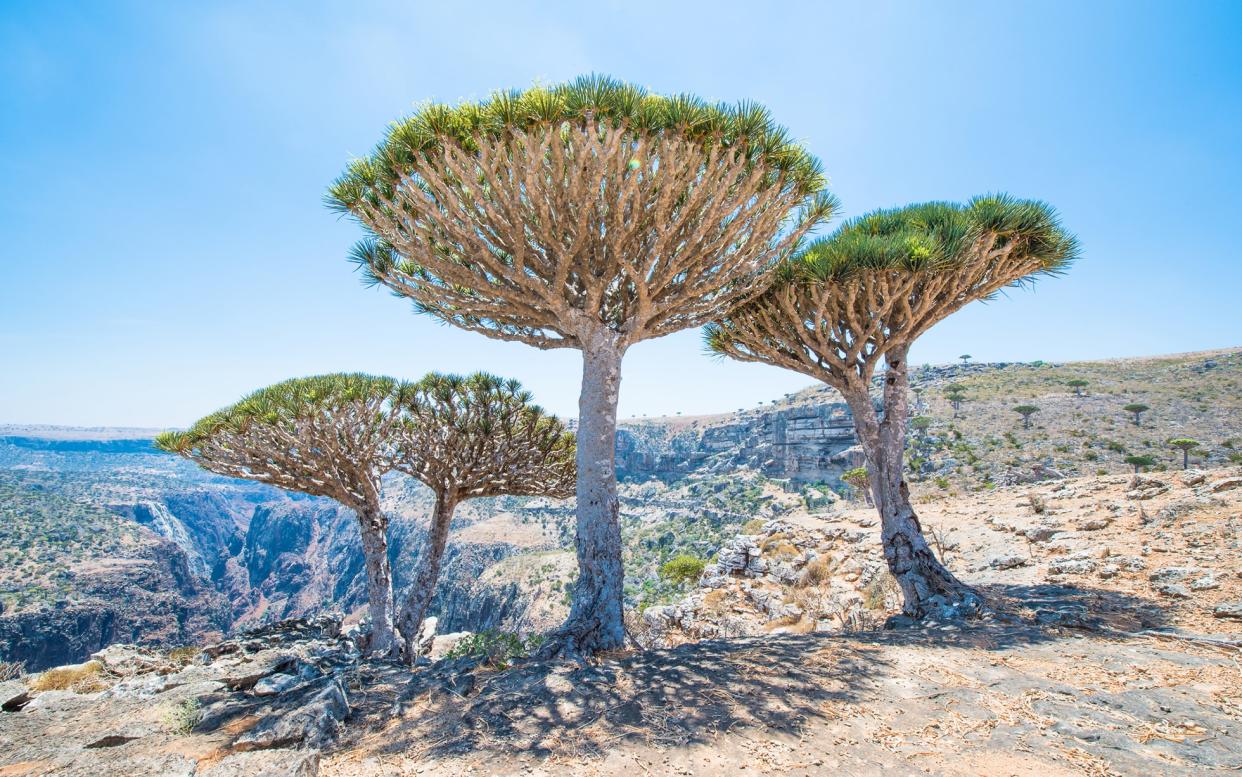 Socotra ranks among Don Parrish's favourite trips – but the Foreign Office warns against visiting - This content is subject to copyright.