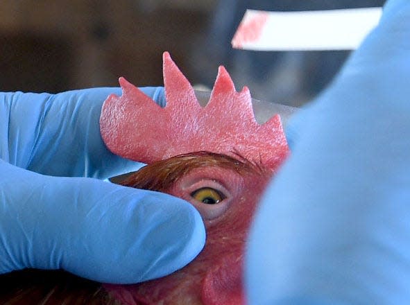 Many local governments use chickens as an early-warning system to test for mosquito-born illnesses, like West Nile virus.