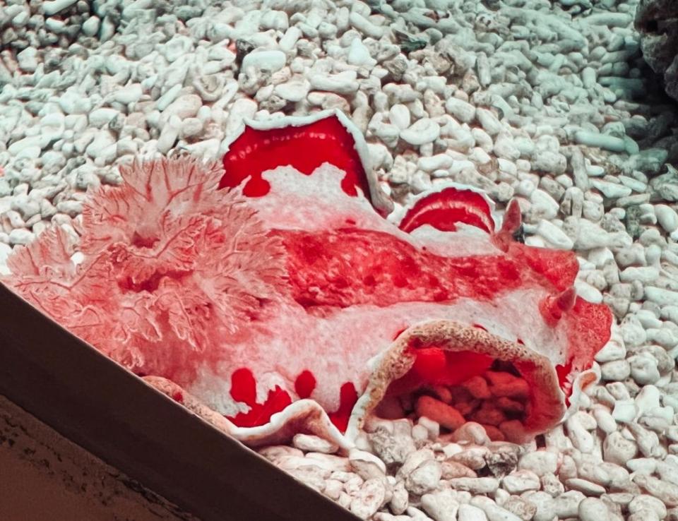 色彩鮮豔的西班牙舞娘「血紅六鰓海蛞蝓」。(遠雄海洋公園提供)