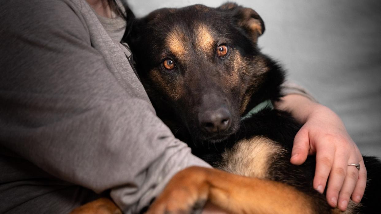  Belgian Malinois nestled in arms of owner. 