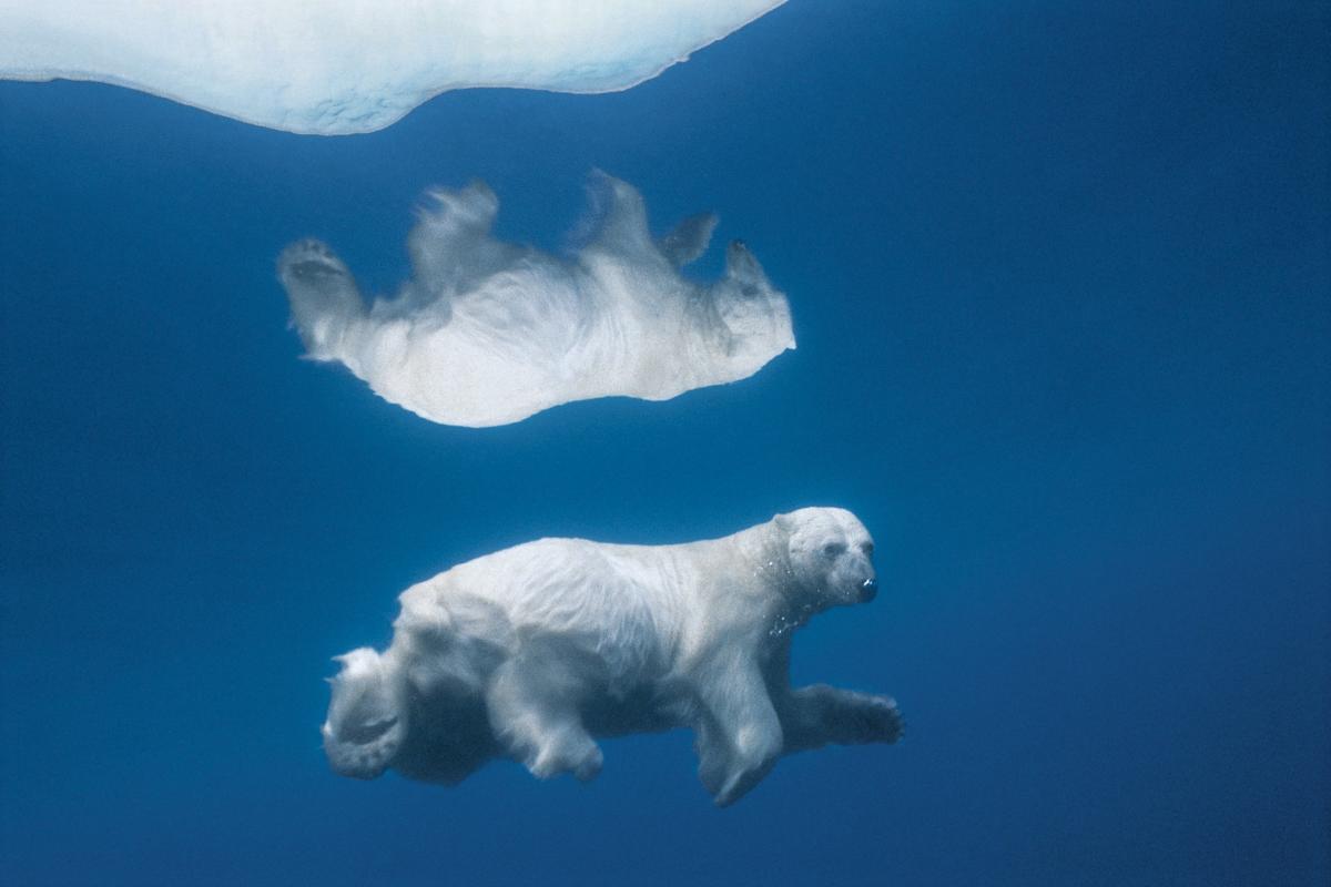 Why the Polar Bear Is an Indisputable Image of Climate Change