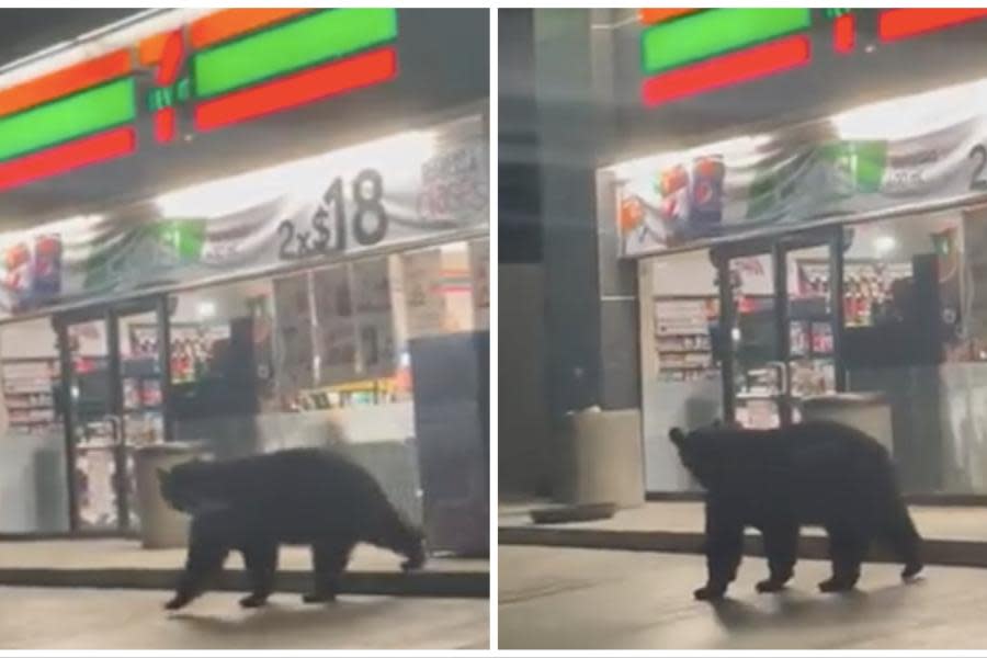    ¡Tremendo susto! Captan a oso en 7-Eleven de México  