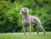 <p>Bubbly and energetic, the Weimaraner loves as much exercise and engagement as possible. Beneath that beautiful silvery coat is an intelligent and affectionate soul.</p><p><strong>Weight: 55-90 pounds</strong></p>