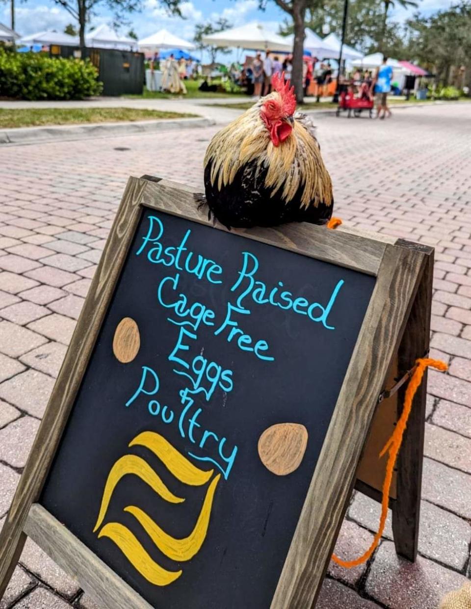 Farm fresh, cage free eggs and poultry are just two of the many items on offer Wednesday nights at the Abacoa Green Market.