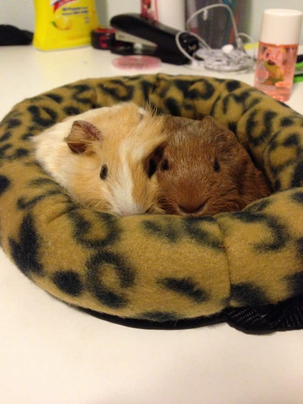 hamsters snuggling