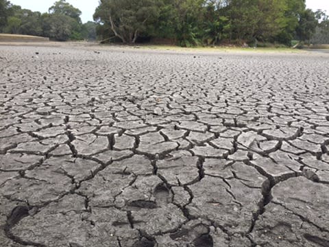 The bottom of Busbys Pond in Centennial Parklands is cracked and dry. 