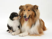 <p>Sable rough collie dog and her tricolour puppy, 7 weeks old. (Warren Photographic/Mercury Press) </p>