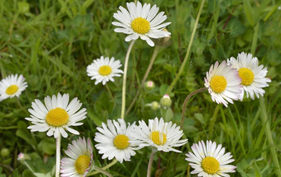 Bellis perennis (Common daisy, lawn daisy) - Alamy Images 