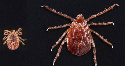 Asian longhorned ticks have been found on pets, livestock, wildlife and people.