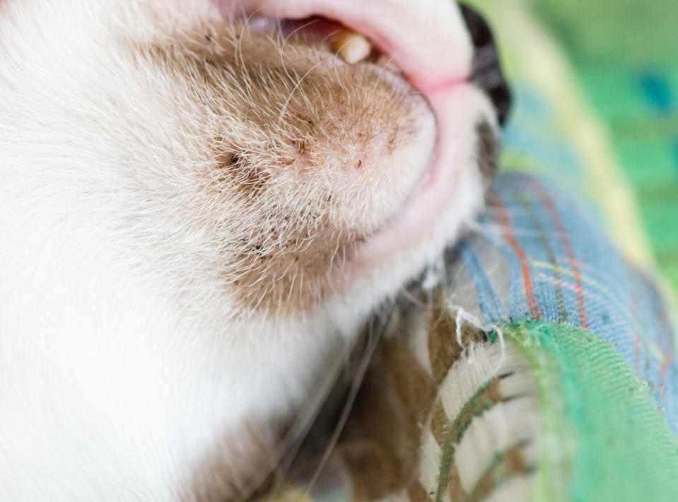 L'acné apparaît généralement sur le menton et les lèvres inférieures du chat (Getty Images)