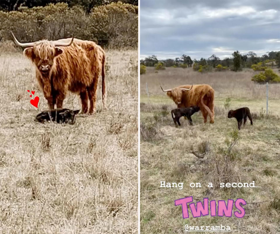 Edwina Bartholomew's Highland cows