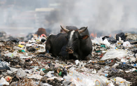 A cow rests on within recyclable plastic materials at the Dandora dumping site on the outskirts of Nairobi, Kenya August 25, 2017. REUTERS/Thomas Mukoya