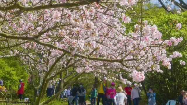 22台北5大花季亮點一路美到3月