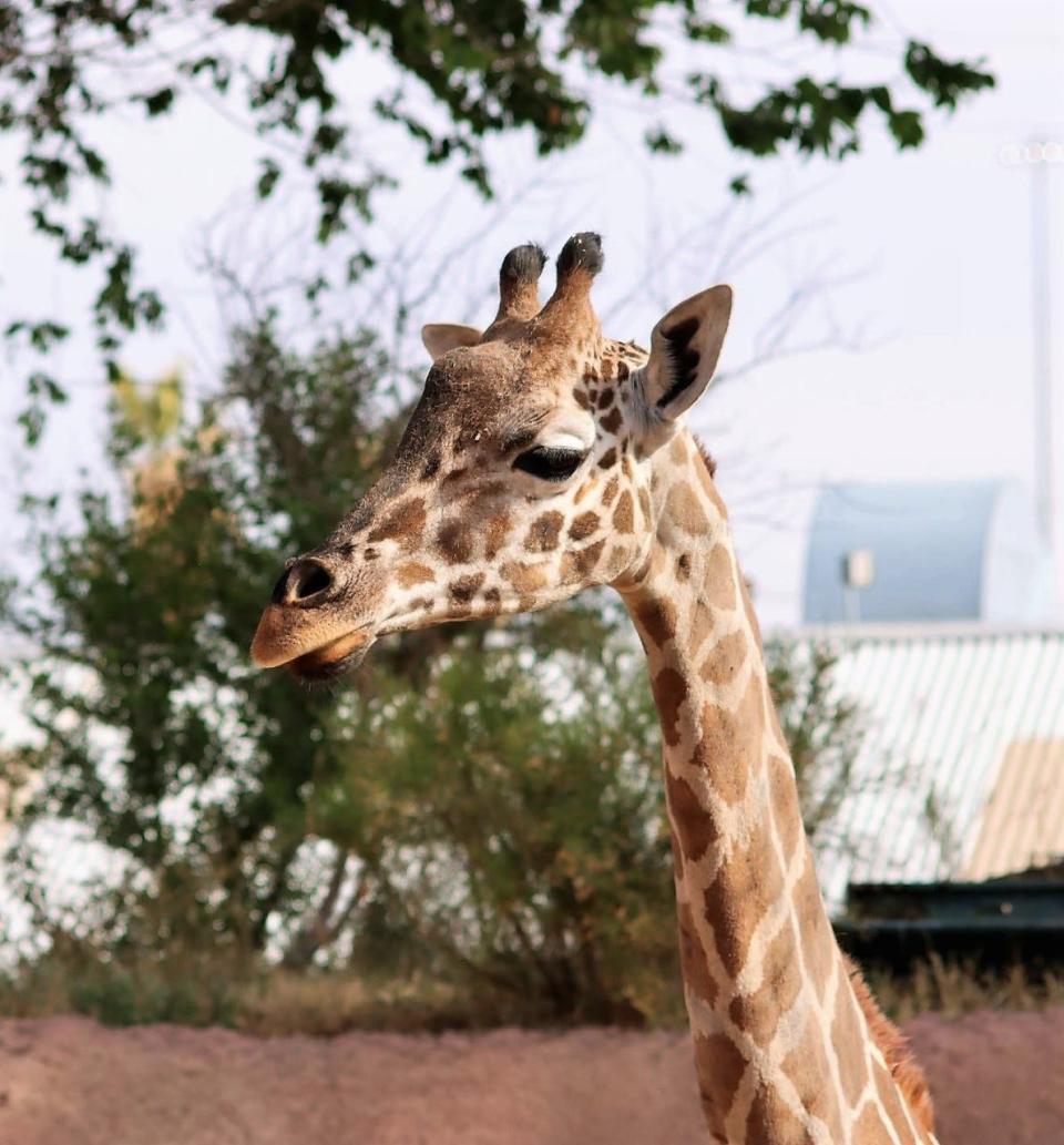 The El Paso Zoo is throwing a baby shower for Gigi the Giraffe from 10 a.m. to 2 p.m. Saturday.