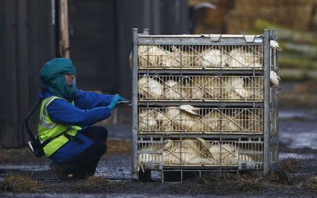 An official inspects a crate of ducks during a cull at a duck farm in Nafferton, northern England November 18, 2014. REUTERS/Darren Staples