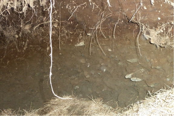 The inside of a bear den in Katmai National Park.