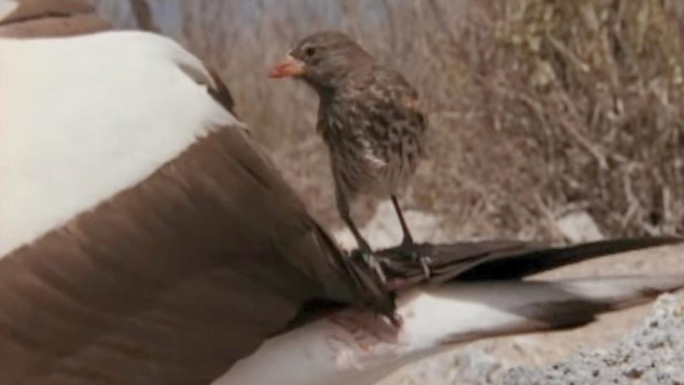 A vampire finch sits on the tail of a booby and drinks its blood