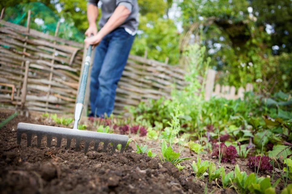 Person raking garden