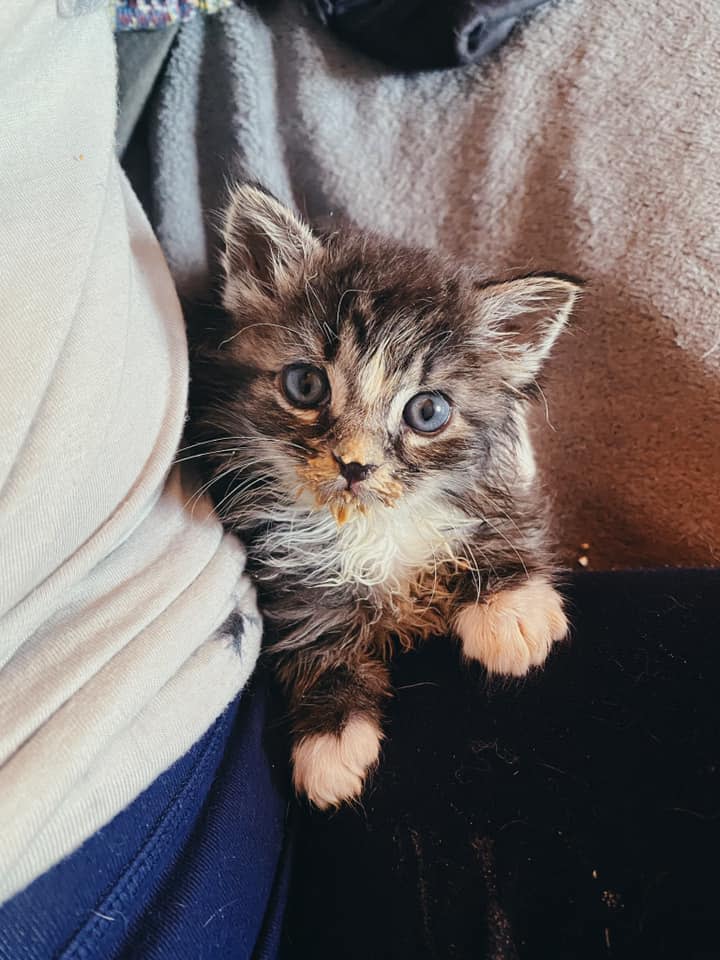 A kitten cared for in the 2021 year by Blue Ridge Humane Society volunteer fosters.