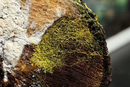 The "blob", slime mould (Physarum polycephalum), a single-celled organism forming over tree chunk, is pictured at the Paris Zoological Park during a press preview in Paris