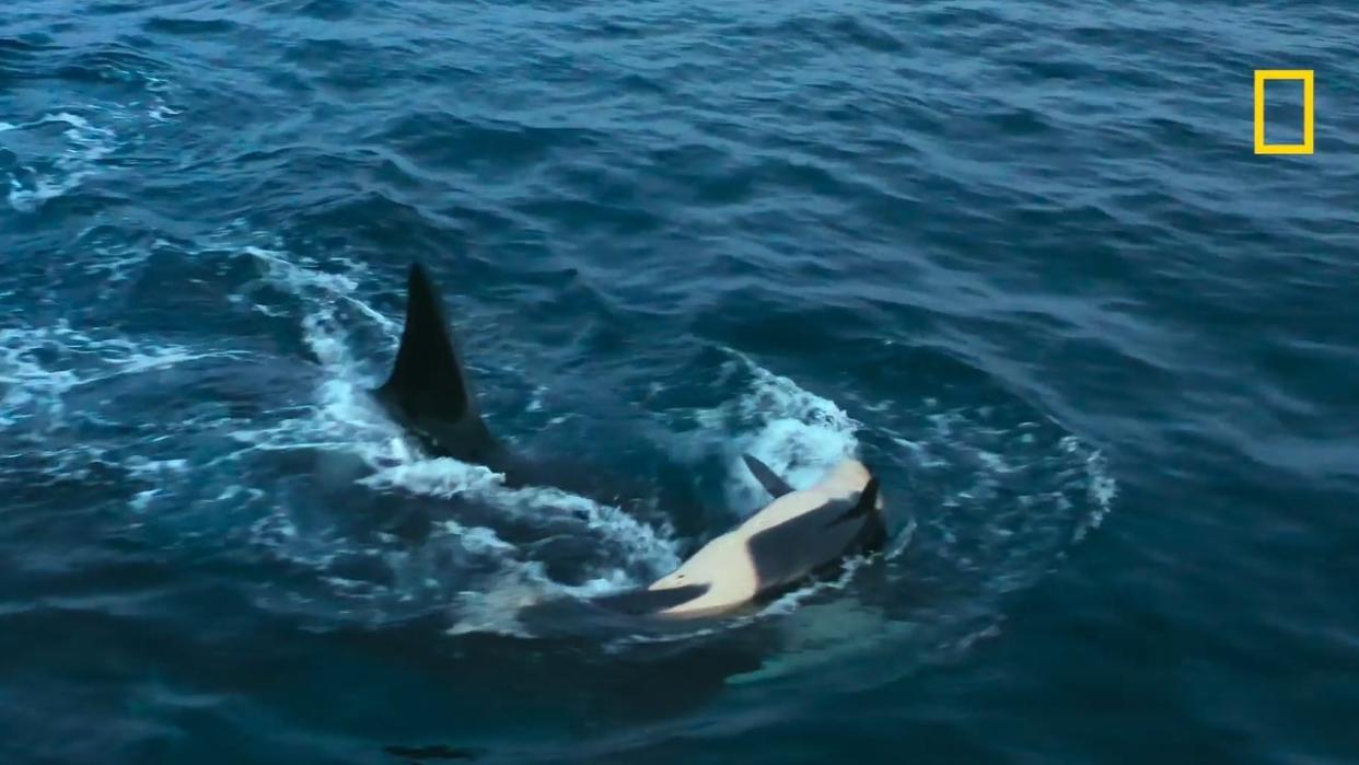  An adult orca ramming a young calf so it is flipped over on its back. 