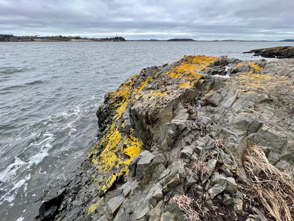 Sunburst lichen thrives on coastal rocks, showcasing its unique ability to flourish in both coastal and inland environments.