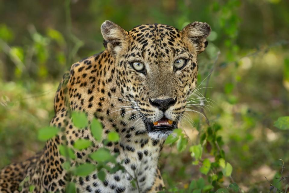 A Sri Lankan leopard photographed in Yala National Park, Sri Lanka, for the photobook series (Kevin Dooley/Remembering Leopards/PA) (Kevin Dooley/Remembering Leopards)