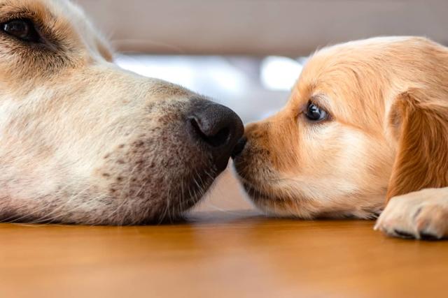 Dog tries pup cup for the first time, pictures show his happy reaction