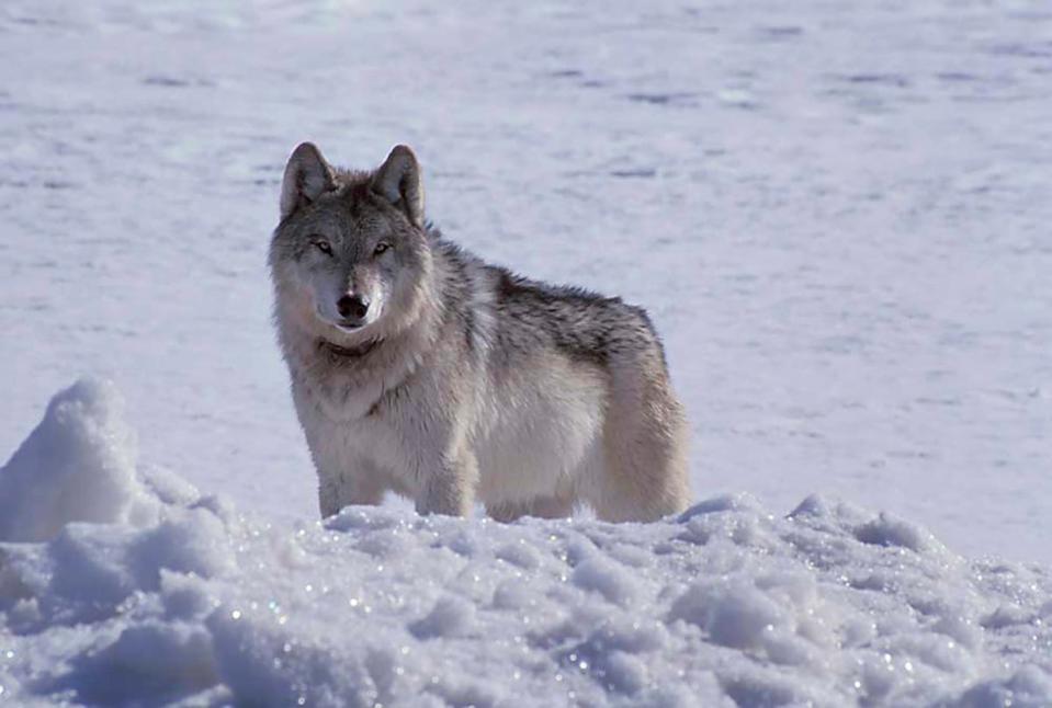 In this photo provided by Adam Messer is a gray wolf, a member of the Nez Perce pack, seen north of Old Faithful in Yellowstone National Park, Wyo., on March 31, 2002.