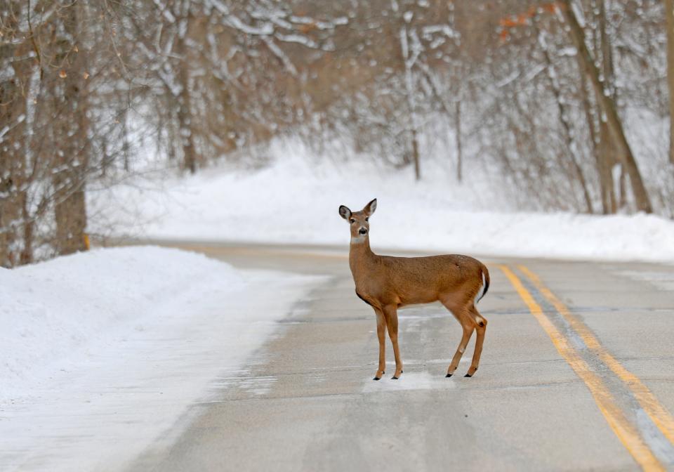 A deer is seen on County Highway K just west of Merton Road in Hartland in 2021.