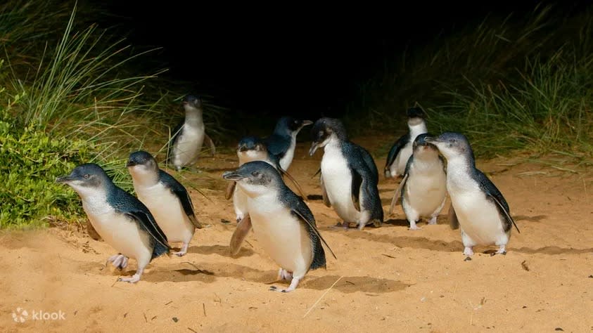 Phillip Island Nature Parks Penguin Parade Ticket. (Photo: Klook SG)