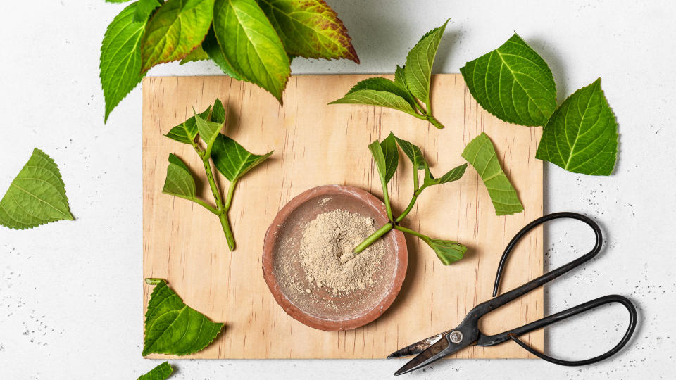 Propagating hydrangea cutting into pot