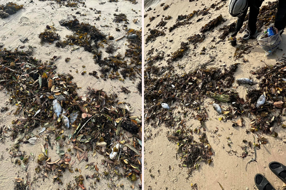 Two images showing dead puffer fish at Gordons Bay.