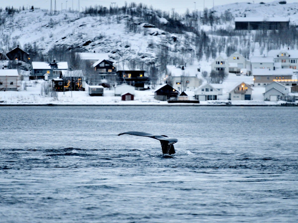 Cruises departing in October promise a strong chance of seeing whales en route (iStock / Getty)